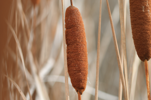 Cattails