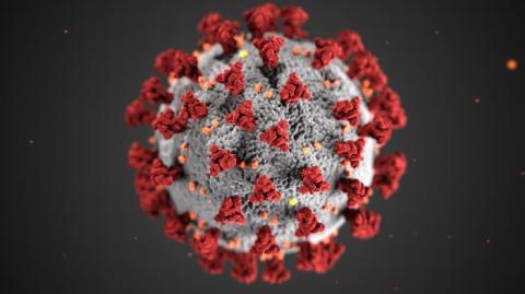 Coronavirus morphology, Alissa Eckert, MS; Dan Higgins, MAMS