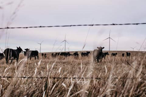 Crow Lake Wind /Basin Electric Photo