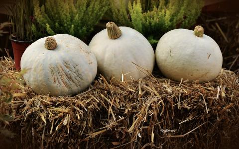 pumpkins